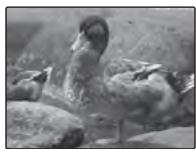 FUJIFILM XP10 - Choisissez une valeur. - 1