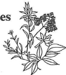RIVIERA ET BAR QD 100A - Le séchage des herbes aromatiques - 1