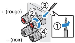 PNI RXA3050 TITANE - Raccordement des câbles d'enceinte - 1