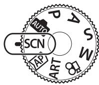 OLYMPUS E-M10 MKIV NU ARGENT - Prise de vue en mode scène (mode SCN) - 1