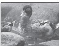 FUJIFILM FINEPIX A 180 - Compensation d'explosion - 2