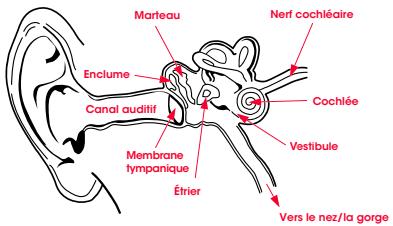 MAROQUE BEATSREFERENCE - Physiologie de I'oreille - 1