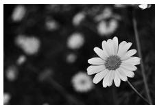 NIKON D130018-55 - Mode A (Auto à priorité ouverture) - 1