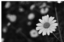 NIKON D130018-55 - Vitesse d'obturation et ouverture - 4