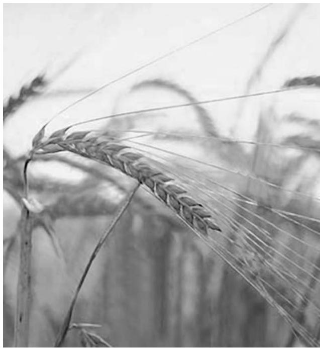 WHITE & BROWN MP546-NOIR/INOX - LA TESSARA du pain pour tous ! - 1