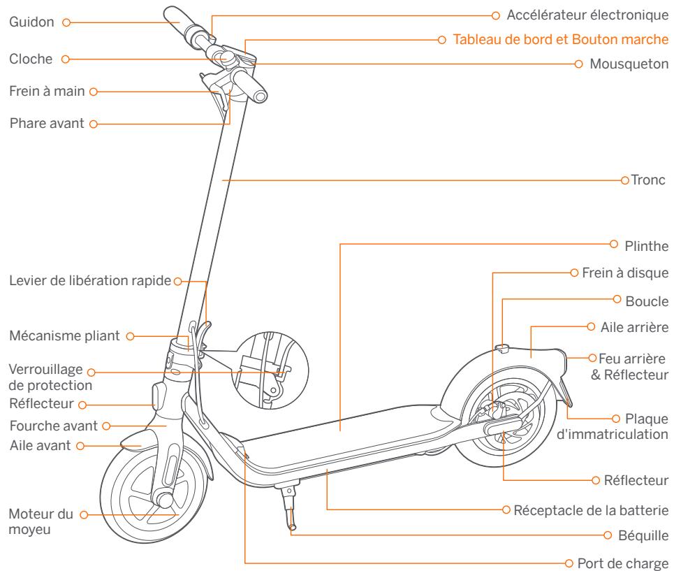 NINEBOT F30 - Diagramme - 1