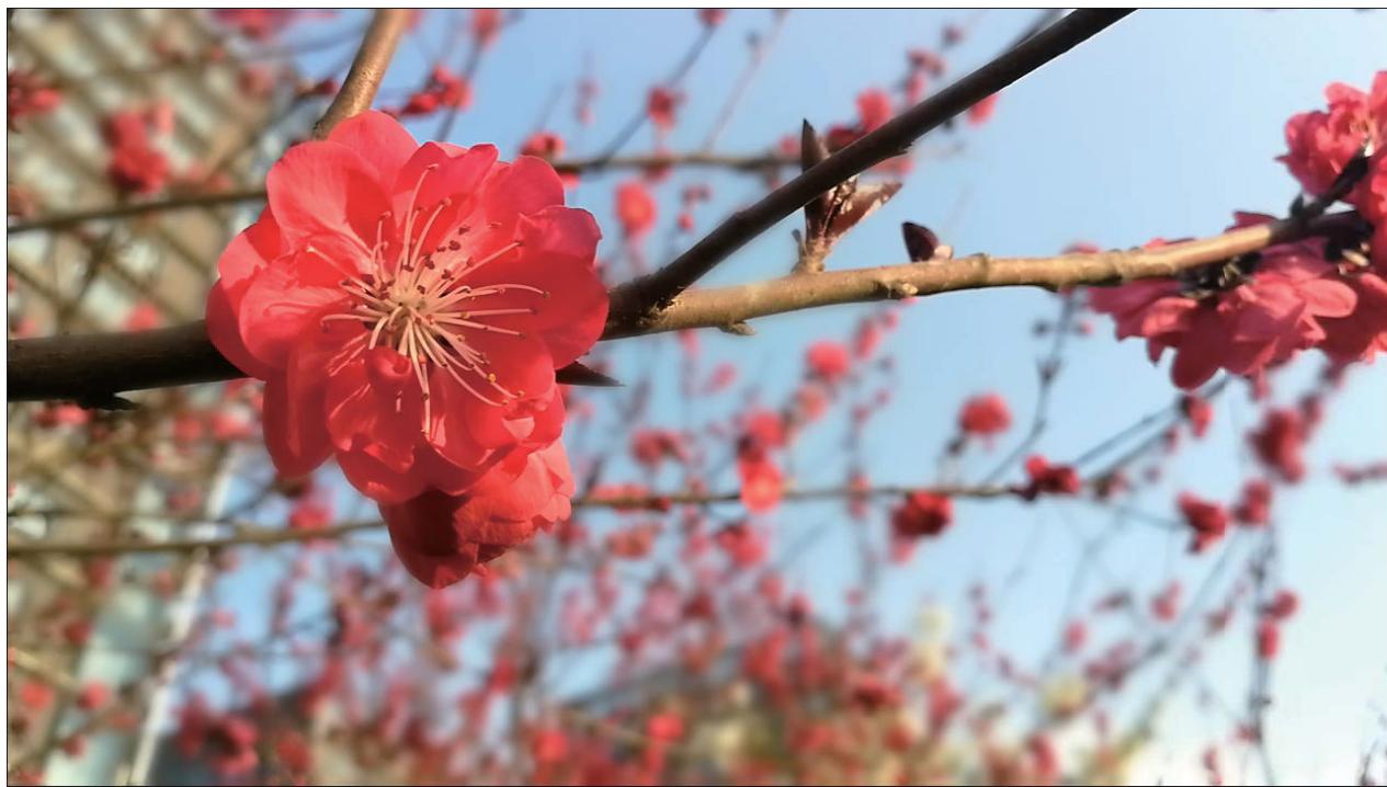 HONOR VIEW 10 BLEU - Mode grande ouverture : mettre en valeur votre sujet - 1