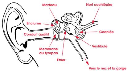 BEATS UR - Physiologie de l'oreille - 1