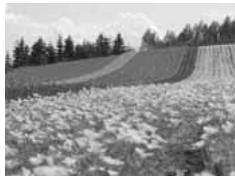 OLYMPUS NC - Utilisation de la balance des blancs - 1