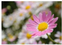 NIKON 1 AW1 BK 11-27.5 - Contrôle du résultat en temps réel - 4