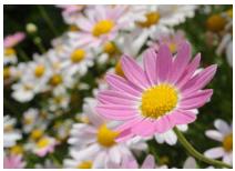 NIKON 1 AW1 BK 11-27.5 - Contrôle du résultat en temps réel - 3