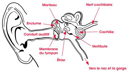 BEATS PRO BK V2 - Physiologie de l'oreille - 1