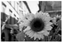 CANON EOS 208 - Gros-plan - 1