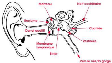 BEATS CASAR SOLO SOUR APPLE - Physiologie de l'oreille - 1