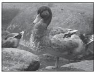 FUJIFILM MXE-2NOiR - Indicateur de correction d'exposition - 3