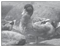 FUJIFILM MXE-2NOiR - Aperçu de l'exposition - 1