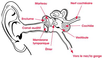BEATS CASAR PRO RED - Physiologie de I'oreille - 1