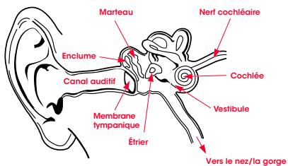 BEATS CASAR WIRELESS BTH WC - Physiologie de l'oreille - 1