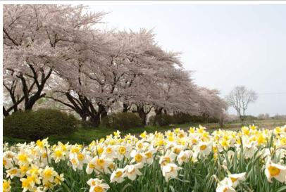 NIKON 05200 KIT 18-55VRIT + 55 - Floraison - 1