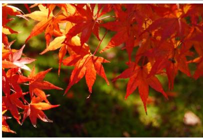 NIKON 05200 KIT 18-55VRIT + 55 - Couleurs d'automne - 1