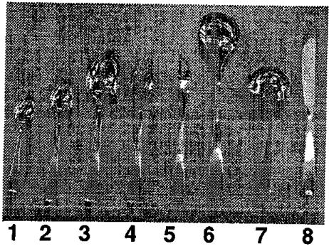 VEDETTE VLA940 - Indications pour laboratoire d'essais - 6