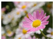 NIKON 1J3WH+10-30+30-110 - Contrôle du résultat en temps réel - 4