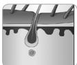 BEURER EpilateurIPL 5800 - 57500 kK gh - Fonctionnement de la technologie IPL - 2