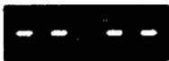 INVERTER 5007 PETROLE - TABLEAU DE REFERENCE DES DIFFERENTES CAUSES DE PROBLEMES ET LEURS SOLUTIONS - 12