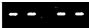 INVERTER 5007 PETROLE - TABLEAU DE REFERENCE DES DIFFERENTES CAUSES DE PROBLEMES ET LEURS SOLUTIONS - 14