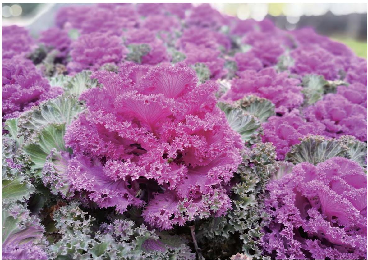 HUAWEI P SMART GOLD - Paramètres de luminosité - 2