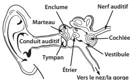 MONSTER MHADS - Physiologie de l'oreille et du système auditif - 1