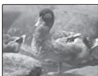 FUJIFILM XP15+SD2GO - Choisissez une valeur. - 2