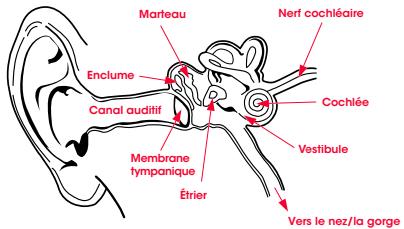 BEATS miXR GOLD BLACK - Physiologie de I'oreille - 1