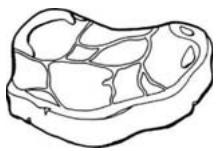 MAROUE CTH315 - Vande rouge - 1