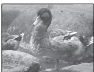 FUJIFILM FXJ32+SD - COMPENSATION D'EXP - 2