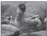 FUJIFILM FXJ32+SD - COMPENSATION D'EXP - 1