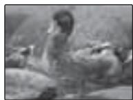 FUJIFILM A100 - COMPENSATION D'EXP - 1