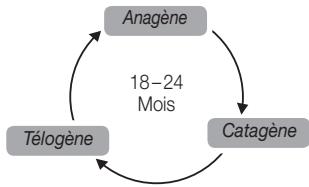 BEURER iPL 8500 VELVET - Quelle influence le cycle de croissance des poils a-t-il sur l'epilation à la lumière ? - 4