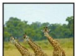 CANON G2501 - Le papier est vierge/L'impression est floue/Les couleurs ne sont pas fidèles/Des traces blanches apparaisent - 4