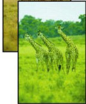 CANON G2501 - Le papier est vierge/L'impression est floue/Les couleurs ne sont pas fidèles/Des traces blanches apparaisent - 5