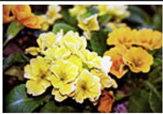 CANON G2501 - Luminosité - 3