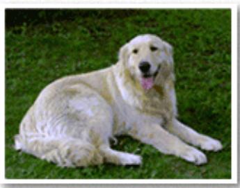 CANON G2501 - Exécution d'une impression sans bordure - 1