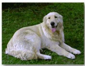 CANON G2501 - Exécution d'une impression sans bordure - 3