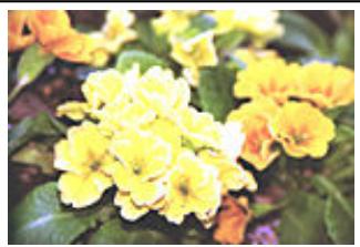 CANON G2501 - Luminosité - 4