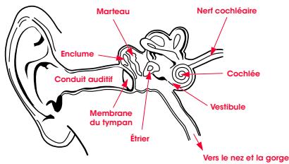 BEATS CASAR EXECUTIVE - Physiologie de l'oreille - 1