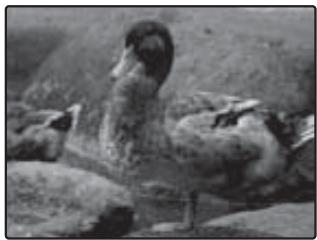 FUJIFILM Z 70 - Choisissez une valeur. - 3