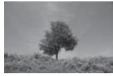 NIKON D3X - ■ Histogramme RVB 1 - 6