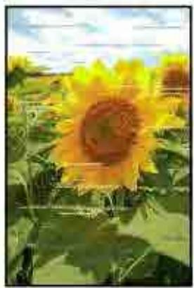 CANON MG2555C - Les couleurs sont striées - 1