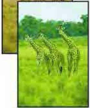 CANON MG2555C - Aucun résultat d'impression/L'impression est floue/Les couleurs ne sont pas fidèles/Traces blanches - 5