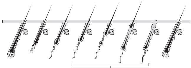 RIO LAHS2-3000 - Description du cycle pilaire - 1